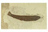 Uncommon Fossil Fish (Notogoneus) - Wyoming #299852-1